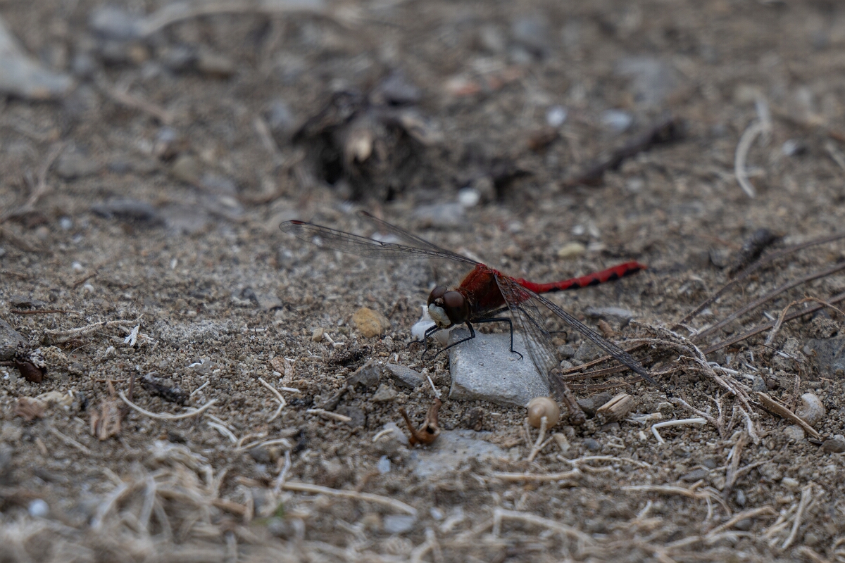 David Plant Photography - Wildlife Photography - White-faced meadowhawk, Sympetrum obtrusum - A.jpg - White-faced meadowhawk, Sympetrum obtrusum - Burnt Land Provincial Park, Ontario