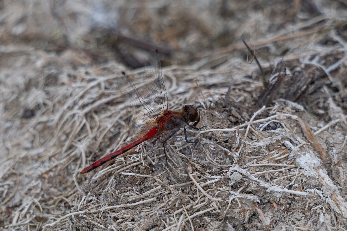 David Plant Photography - Wildlife Photography - White-faced meadowhawk, Sympetrum obtrusum - B.jpg - White-faced meadowhawk, Sympetrum obtrusum - Burnt Land Provincial Park, Ontario