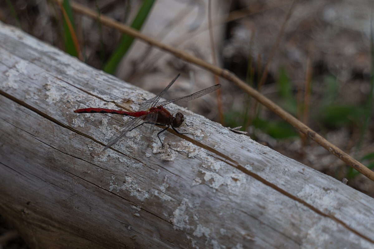 David Plant Photography - Wildlife Photography - White-faced meadowhawk, Sympetrum obtrusum - C.jpg - White-faced meadowhawk, Sympetrum obtrusum - Burnt Land Provincial Park, Ontario