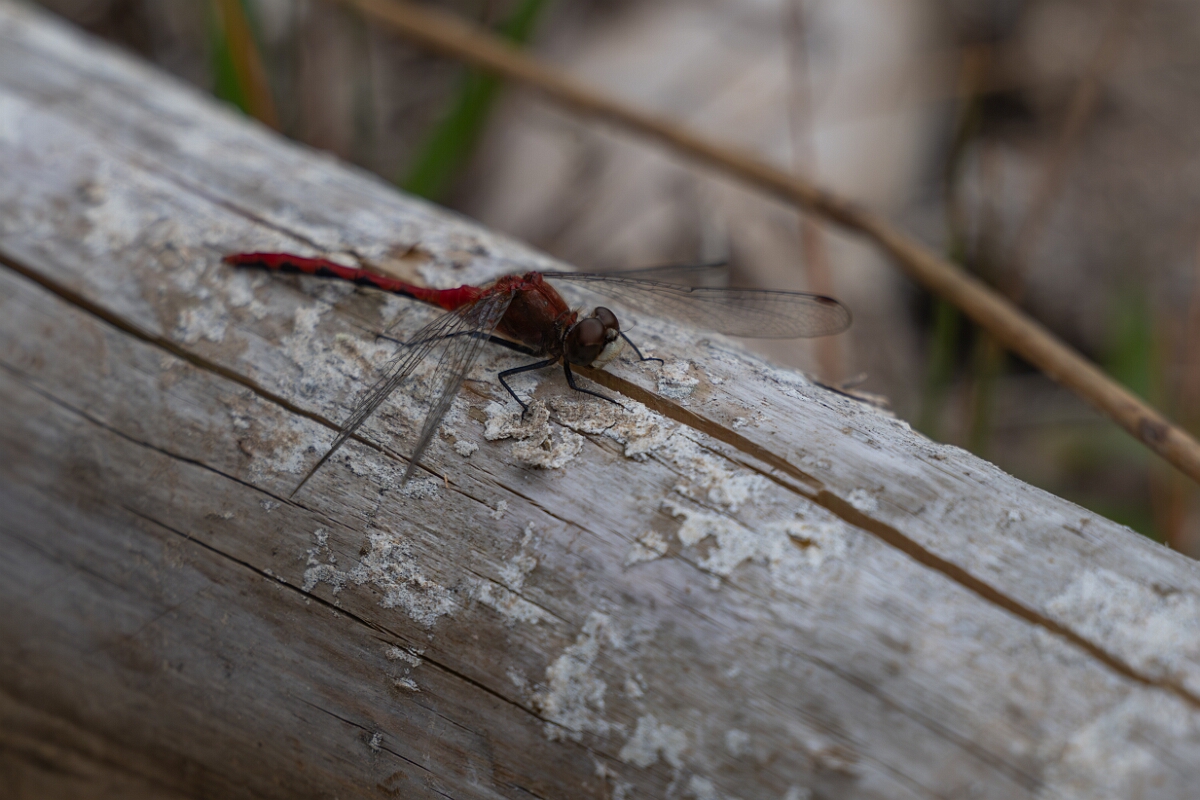 David Plant Photography - Wildlife Photography - White-faced meadowhawk, Sympetrum obtrusum - D.jpg - White-faced meadowhawk, Sympetrum obtrusum - Burnt Land Provincial Park, Ontario