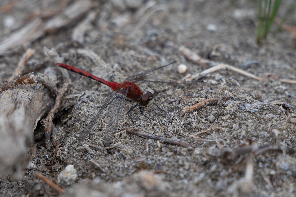 David Plant Photography - Wildlife Photography - White-faced meadowhawk, Sympetrum obtrusum - E.jpg - White-faced meadowhawk, Sympetrum obtrusum - Burnt Land Provincial Park, Ontario