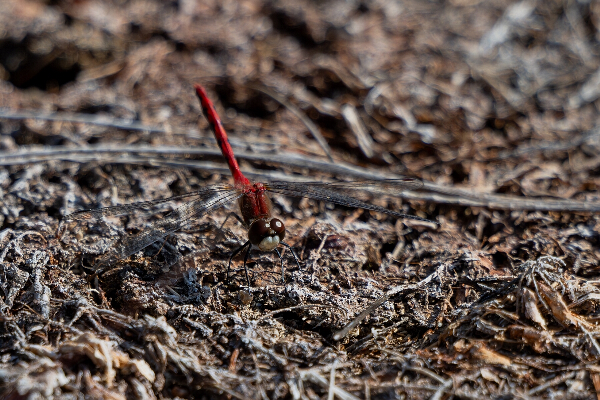 David Plant Photography - Wildlife Photography - White-faced meadowhawk, Sympetrum obtrusum - F.jpg - White-faced meadowhawk, Sympetrum obtrusum - Burnt Land Provincial Park, Ontario