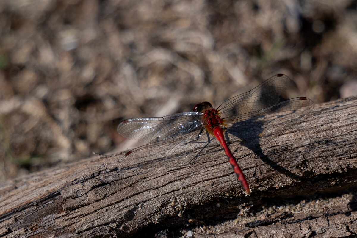 David Plant Photography - Wildlife Photography - White-faced meadowhawk, Sympetrum obtrusum - G.jpg - White-faced meadowhawk, Sympetrum obtrusum - Burnt Land Provincial Park, Ontario