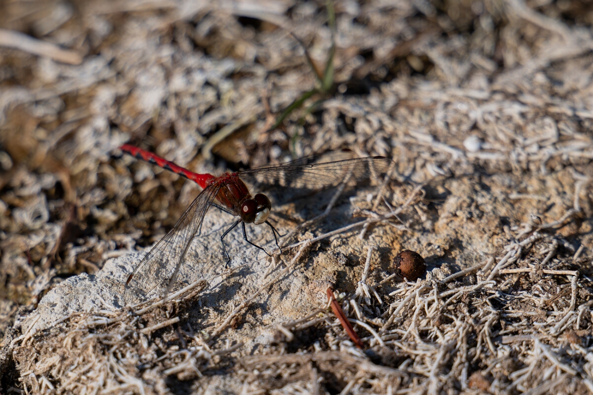 David Plant Photography - Wildlife Photography - White-faced meadowhawk, Sympetrum obtrusum - H.jpg - White-faced meadowhawk, Sympetrum obtrusum - Burnt Land Provincial Park, Ontario