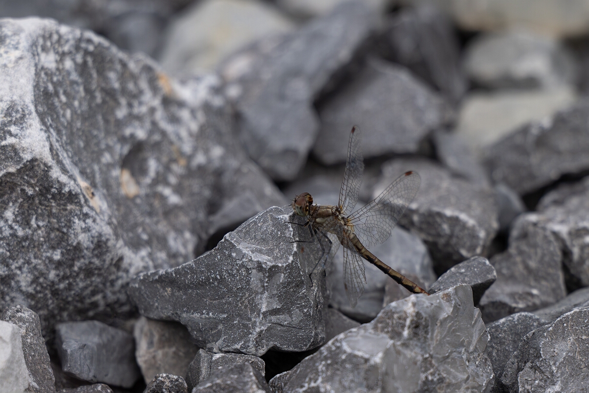 David Plant Photography - Wildlife Photography - White-faced meadowhawk, Sympetrum obtrusum - I.jpg - White-faced meadowhawk, Sympetrum obtrusum - Old Almonte Road, Manion Corners, Ontario