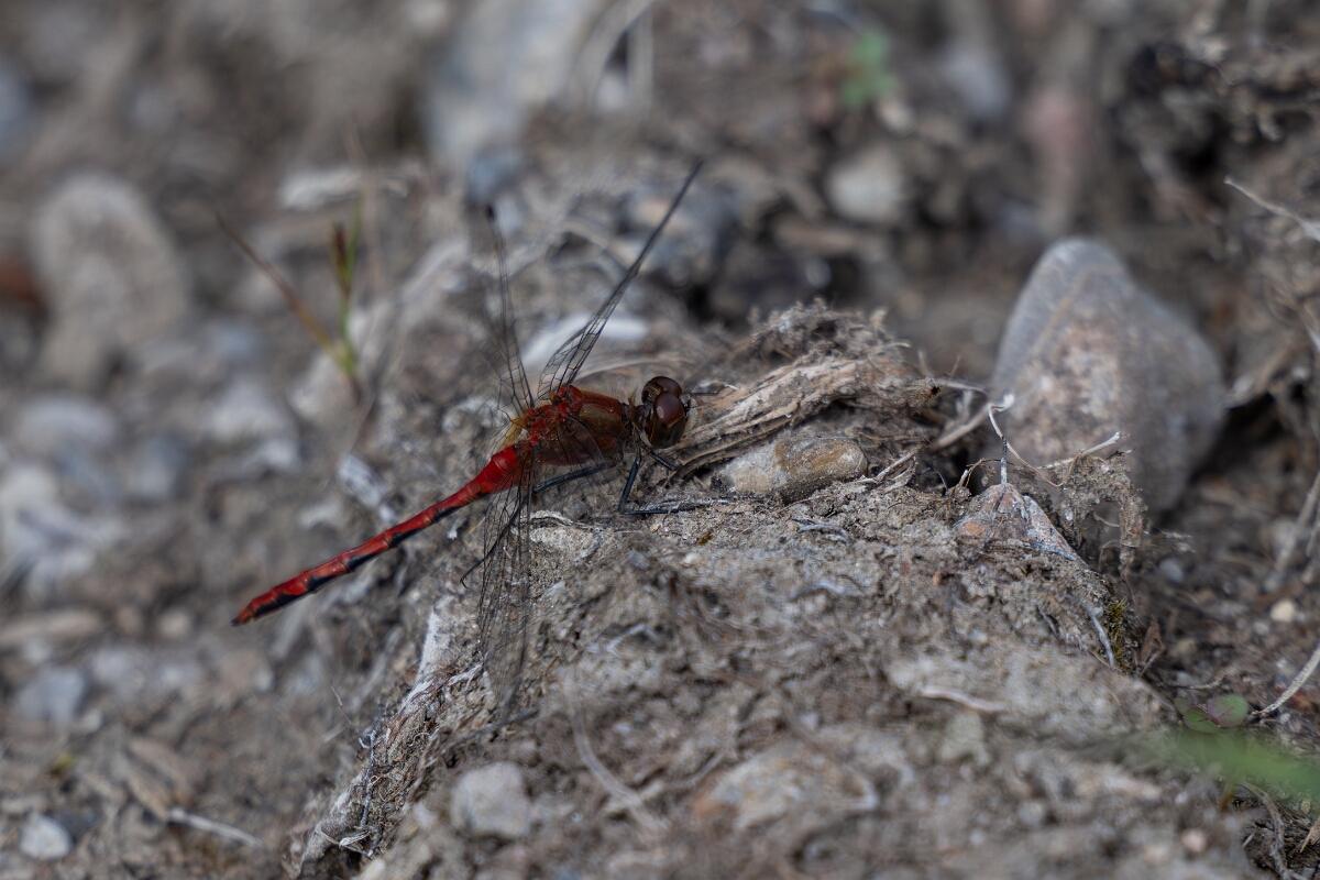 David Plant Photography - Wildlife Photography - White-faced meadowhawk, Sympetrum obtrusum - J.jpg - White-faced meadowhawk, Sympetrum obtrusum - Old Almonte Road, Manion Corners, Ontario