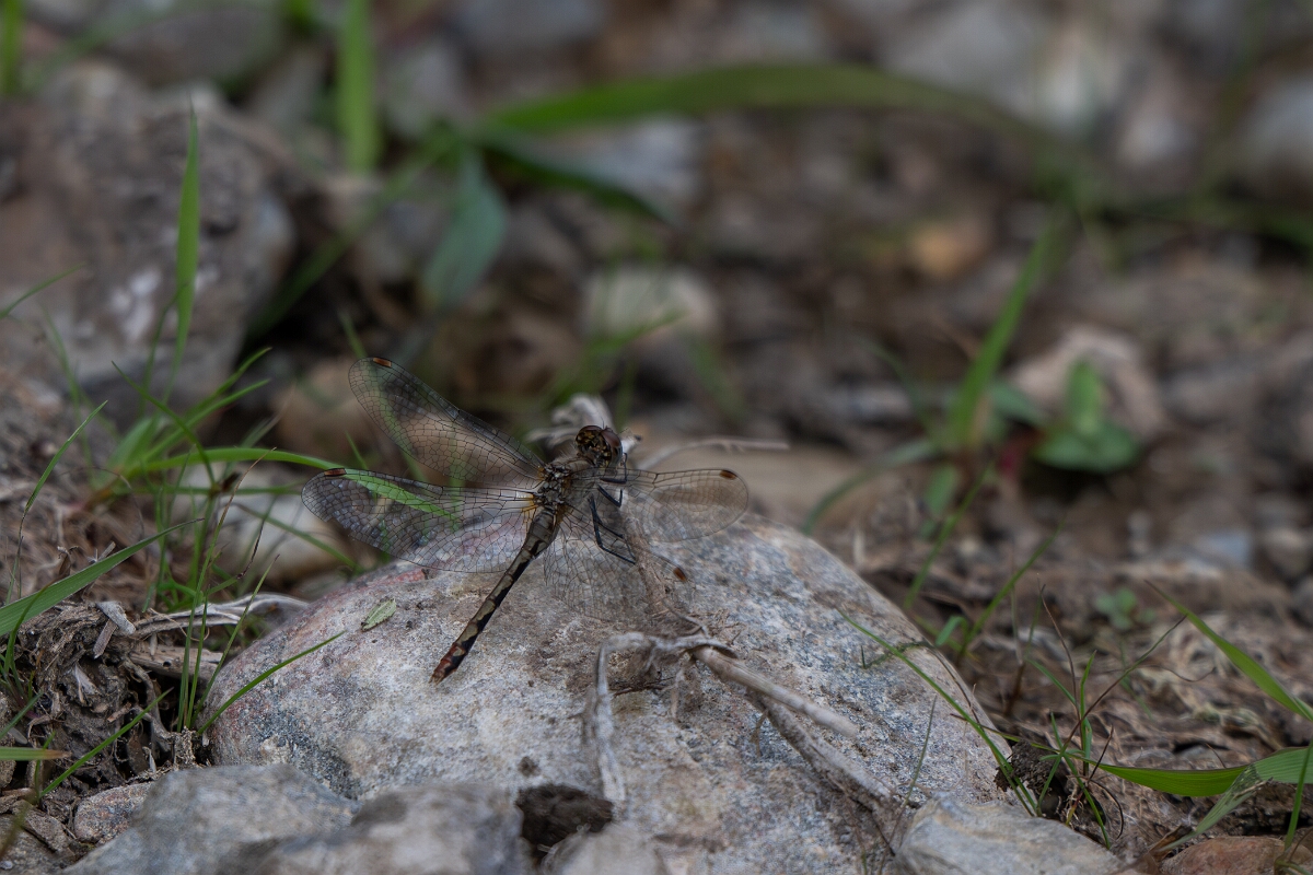 David Plant Photography - Wildlife Photography - White-faced meadowhawk, Sympetrum obtrusum - K.jpg - White-faced meadowhawk, Sympetrum obtrusum - Old Almonte Road, Manion Corners, Ontario