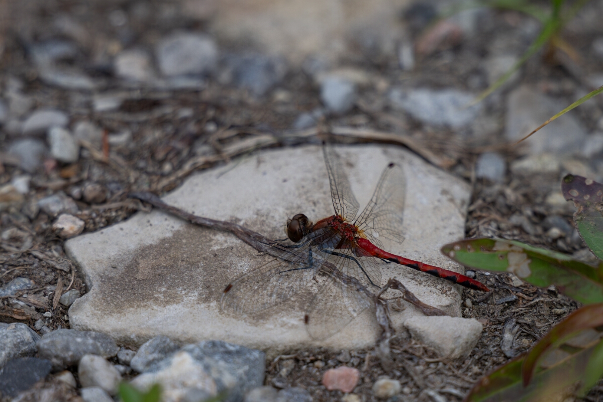 David Plant Photography - Wildlife Photography - White-faced meadowhawk, Sympetrum obtrusum - L.jpg - White-faced meadowhawk, Sympetrum obtrusum - Old Almonte Road, Manion Corners, Ontario