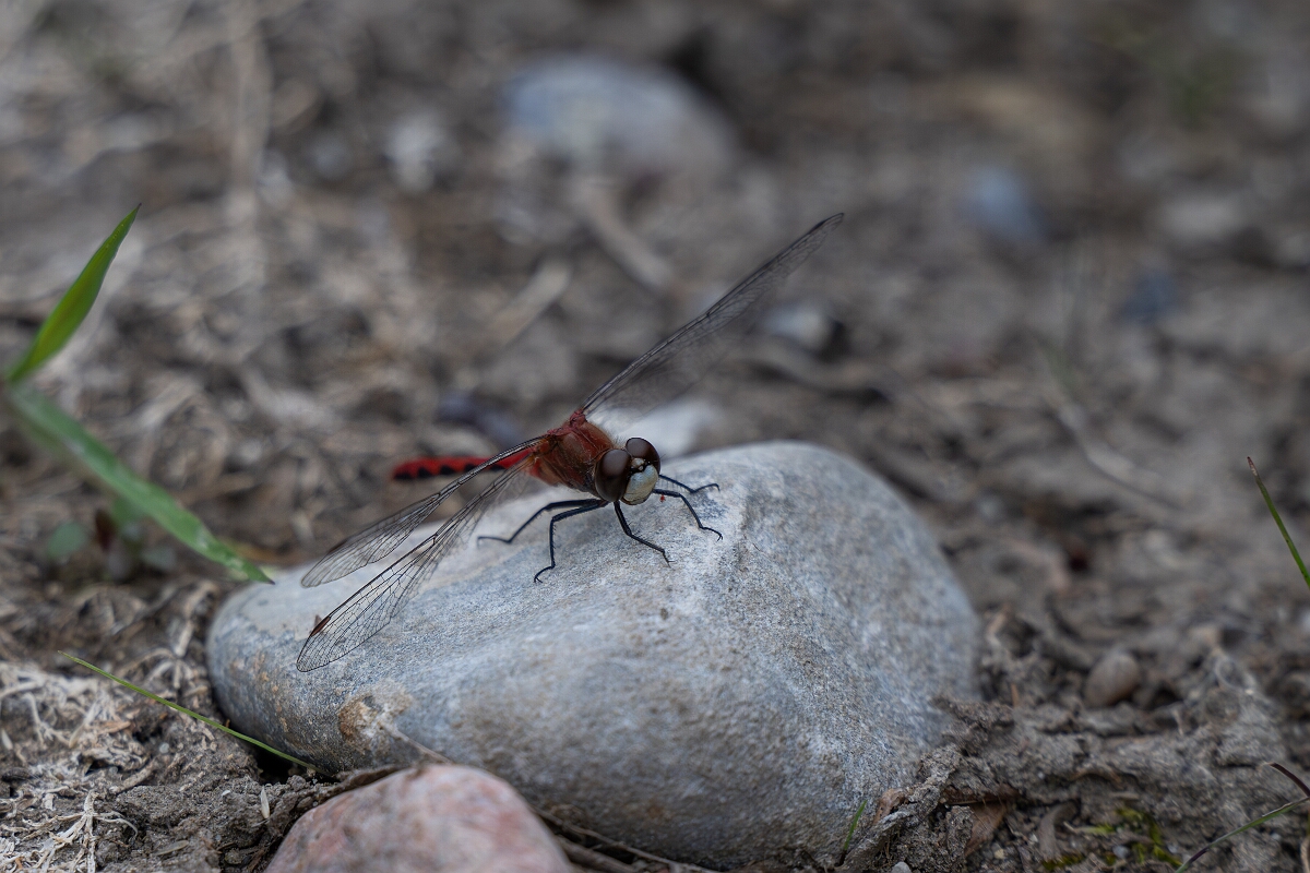 David Plant Photography - Wildlife Photography - White-faced meadowhawk, Sympetrum obtrusum - M.jpg - White-faced meadowhawk, Sympetrum obtrusum - Old Almonte Road, Manion Corners, Ontario