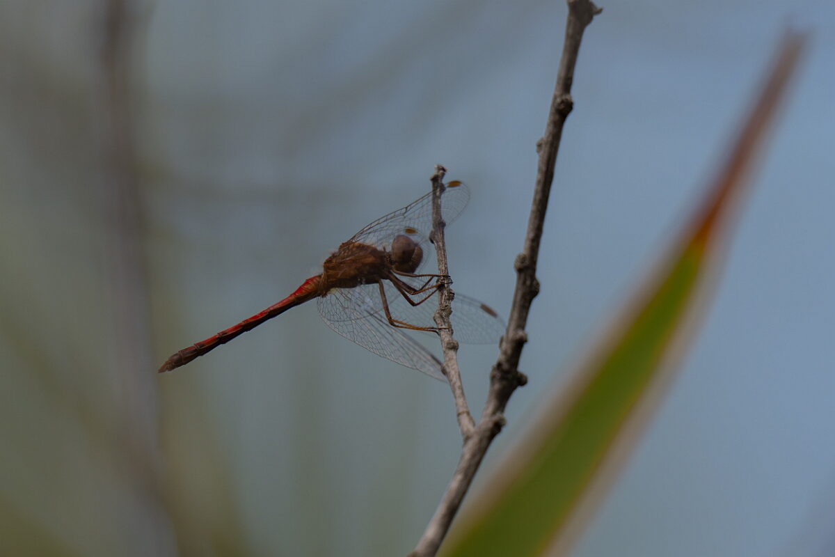 David Plant Photography - Wildlife Photography - Yellow-legged meadowhawk, Sympetrum vicinum - A.jpg - Yellow-legged meadowhawk, Sympetrum vicinum - Bruce Pit, Stony Swamp, Ontario