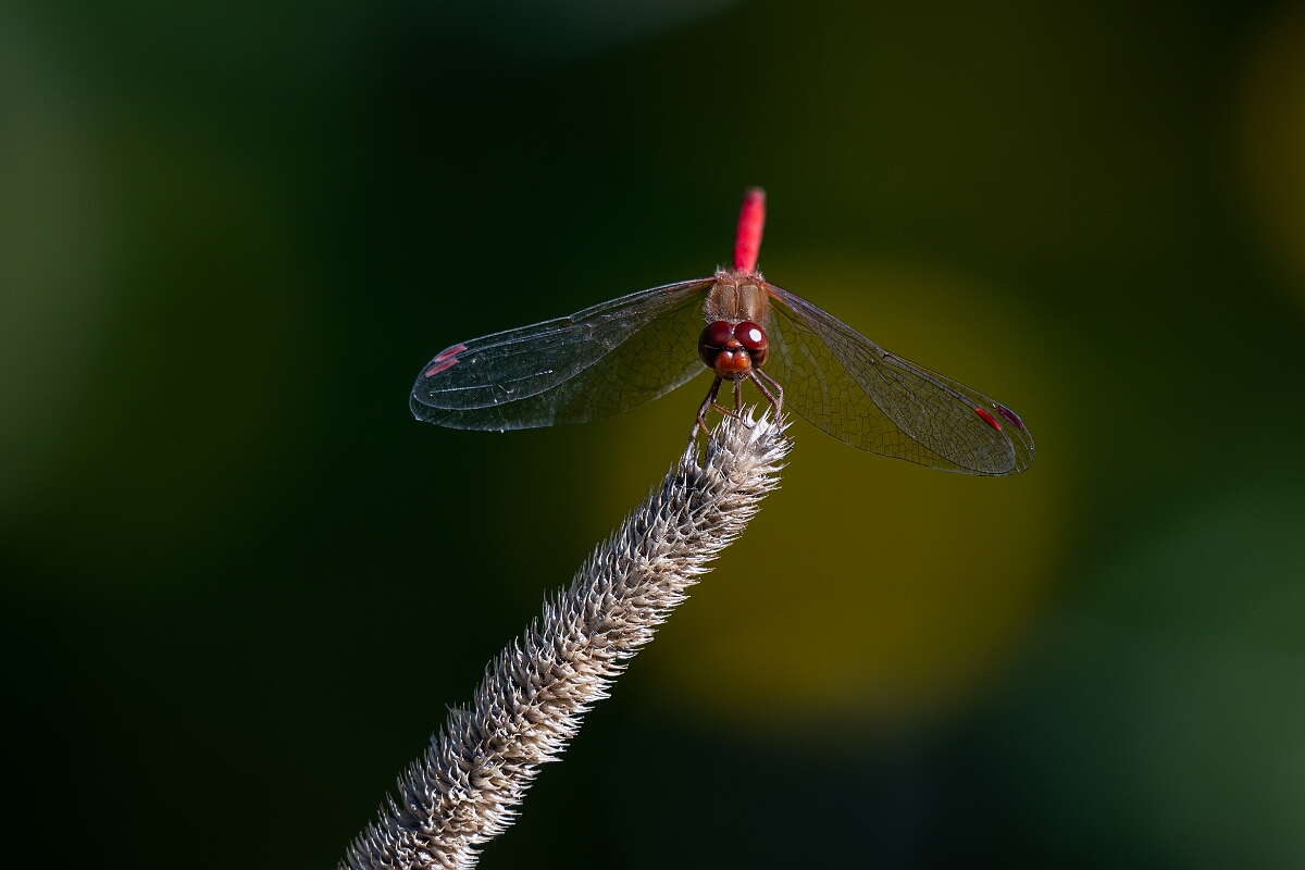 David Plant Photography - Wildlife Photography - Yellow-legged meadowhawk, Sympetrum vicinum - C.jpg - Yellow-legged meadowhawk, Sympetrum vicinum - Bruce Pit, Stony Swamp, Ontario