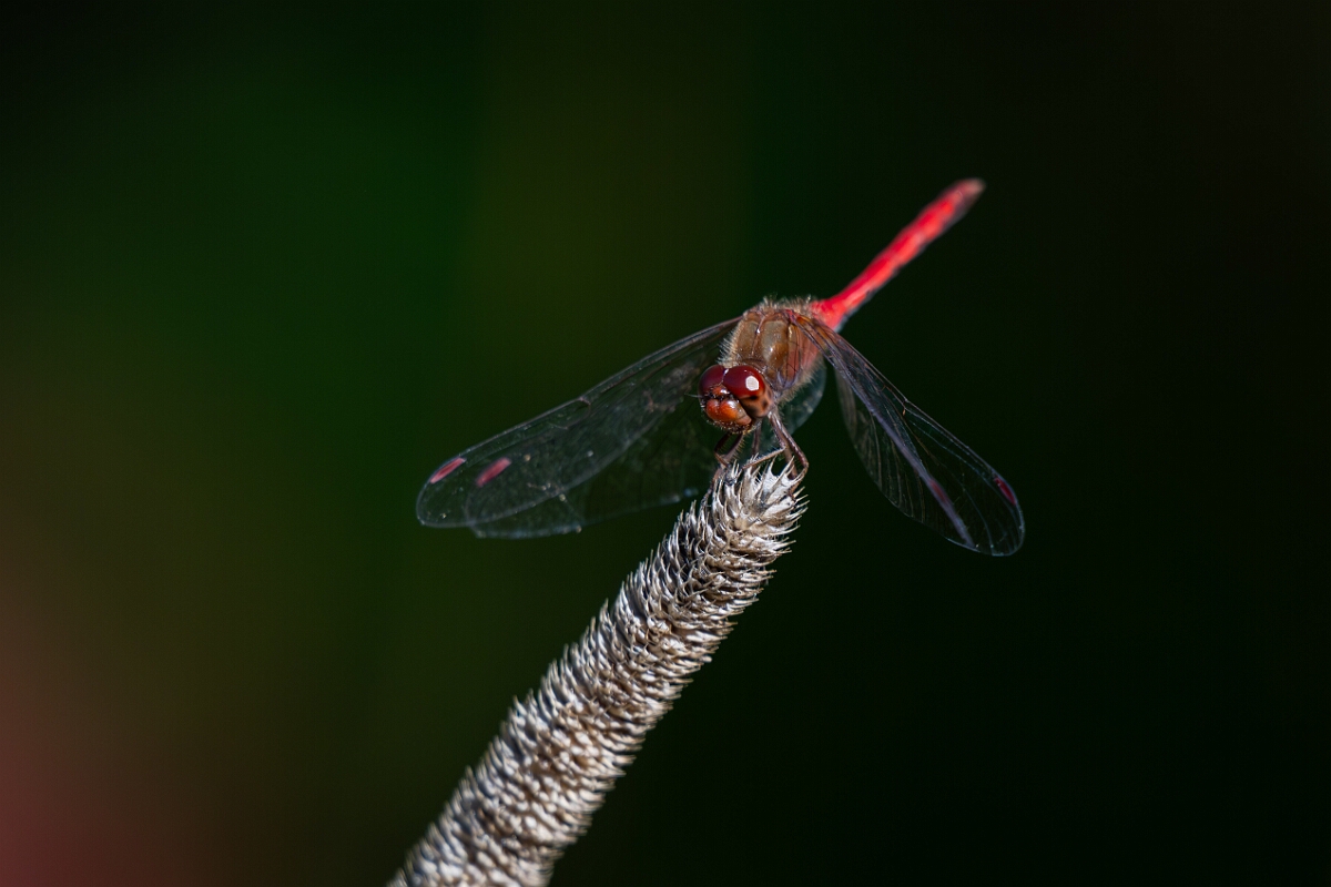 David Plant Photography - Wildlife Photography - Yellow-legged meadowhawk, Sympetrum vicinum - D.jpg - Yellow-legged meadowhawk, Sympetrum vicinum - Bruce Pit, Stony Swamp, Ontario