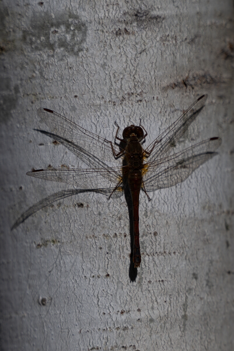 David Plant Photography - Wildlife Photography - Yellow-legged meadowhawk, Sympetrum vicinum - E.jpg - Yellow-legged meadowhawk, Sympetrum vicinum - Bruce Pit, Stony Swamp, Ontario