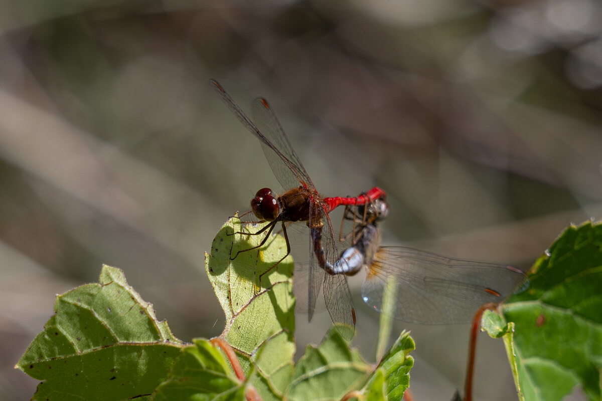 David Plant Photography - Wildlife Photography - Yellow-legged meadowhawk, Sympetrum vicinum - H.jpg - Yellow-legged meadowhawk, Sympetrum vicinum - Bruce Pit, Stony Swamp, Ontario
