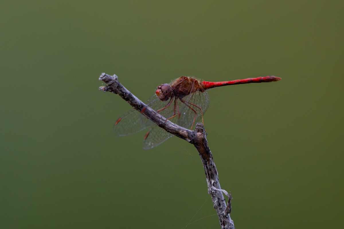 David Plant Photography - Wildlife Photography - Yellow-legged meadowhawk, Sympetrum vicinum - I.jpg - White-faced meadowhawk, Sympetrum obtrusum - Burnt Land Provincial Park, Ontario