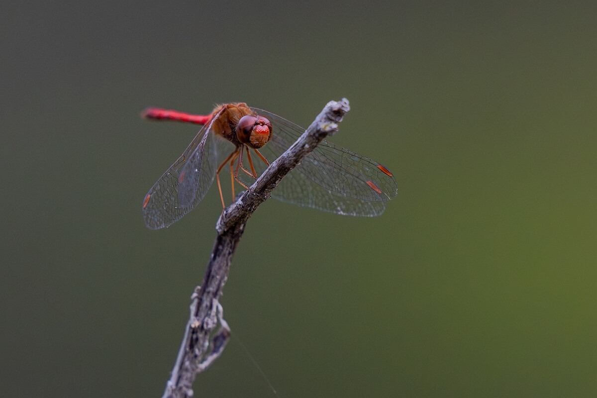 David Plant Photography - Wildlife Photography - Yellow-legged meadowhawk, Sympetrum vicinum - J.jpg - White-faced meadowhawk, Sympetrum obtrusum - Burnt Land Provincial Park, Ontario