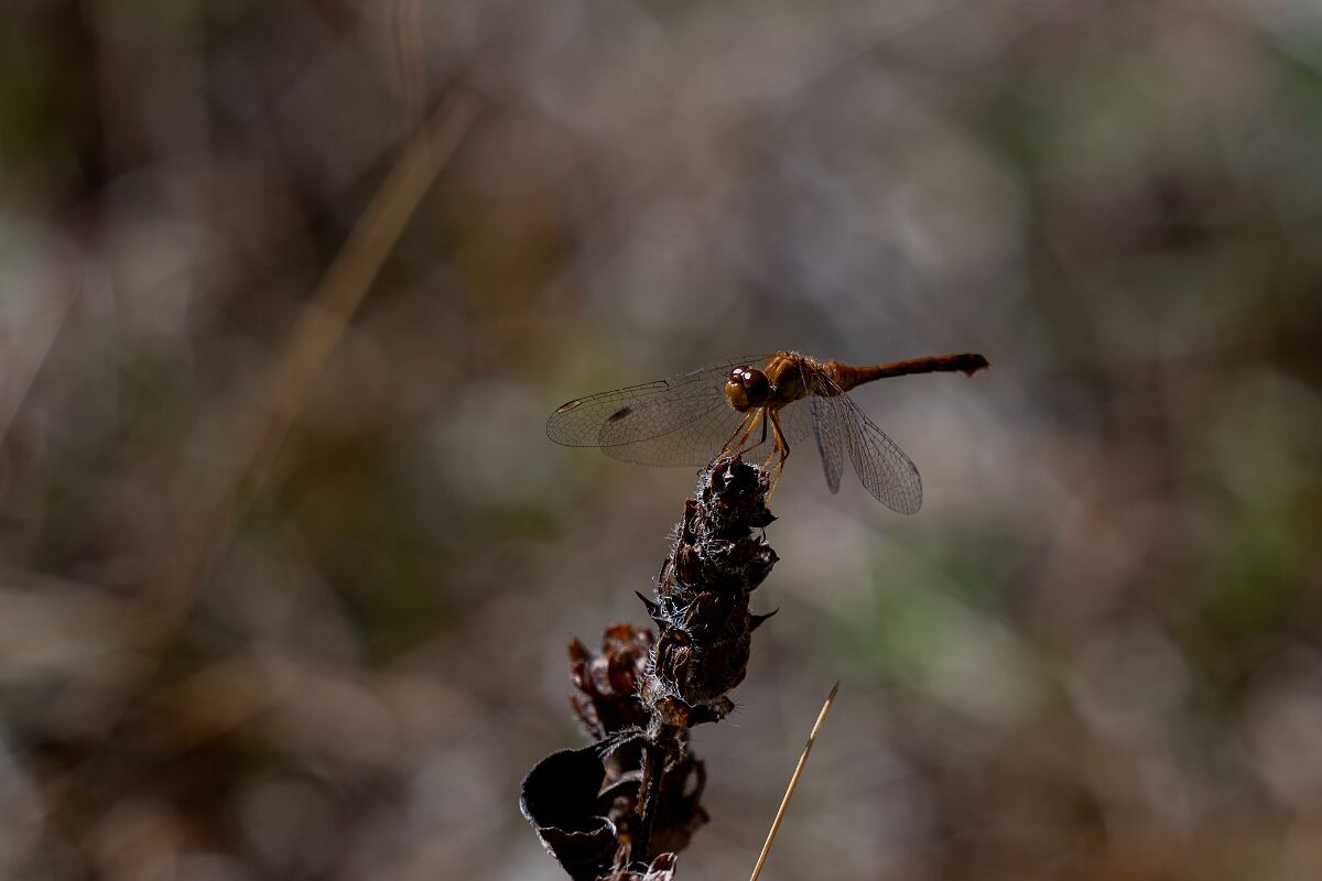 David Plant Photography - Wildlife Photography - Yellow-legged meadowhawk, Sympetrum vicinum - K.jpg - Yellow-legged meadowhawk, Sympetrum vicinum - Burnt Land Provincial Park, Ontario