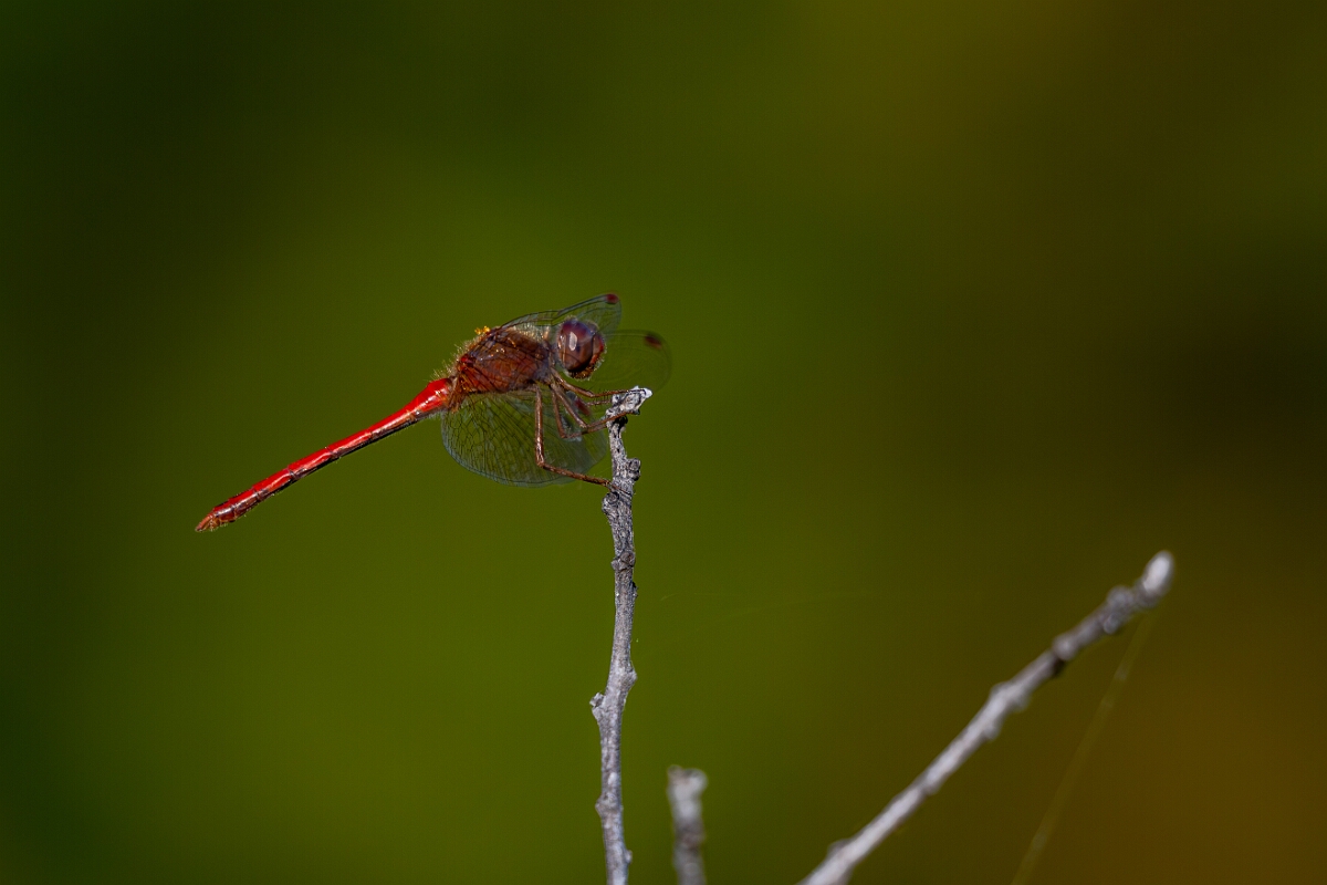 David Plant Photography - Wildlife Photography - Yellow-legged meadowhawk, Sympetrum vicinum - M.jpg - Yellow-legged meadowhawk, Sympetrum vicinum - Burnt Land Provincial Park, Ontario