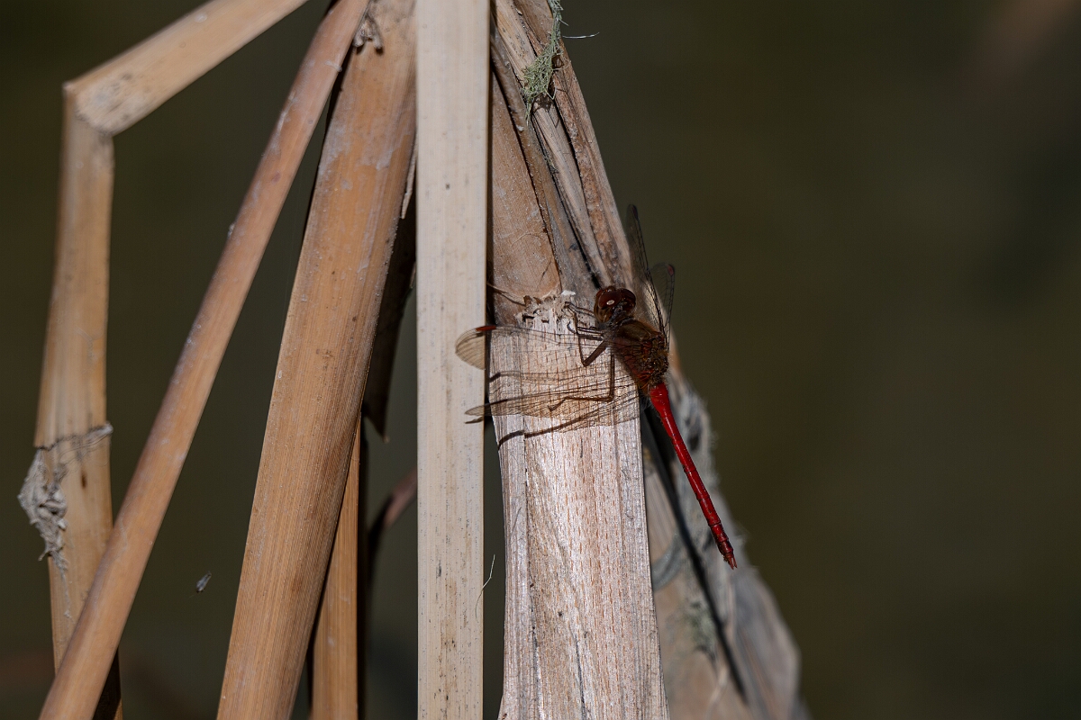 David Plant Photography - Wildlife Photography - Yellow-legged meadowhawk, Sympetrum vicinum - O.jpg - Yellow-legged meadowhawk, Sympetrum vicinum - Long Island, Rideau River, Ontario