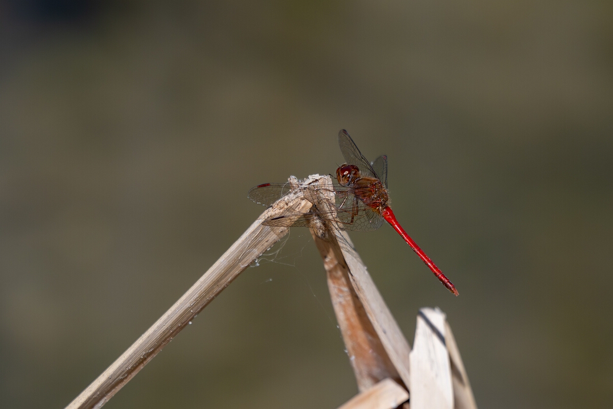 David Plant Photography - Wildlife Photography - Yellow-legged meadowhawk, Sympetrum vicinum - P.jpg - Yellow-legged meadowhawk, Sympetrum vicinum - Long Island, Rideau River, Ontario