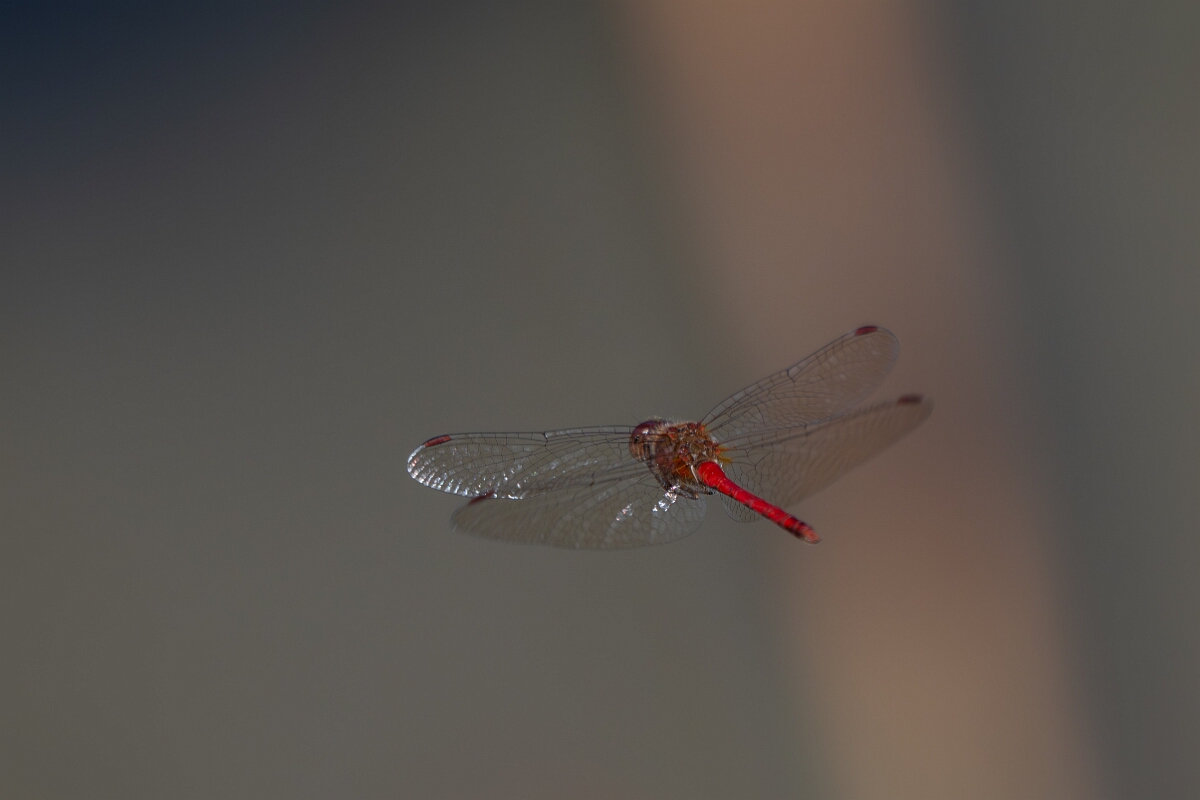 David Plant Photography - Wildlife Photography - Yellow-legged meadowhawk, Sympetrum vicinum - S.jpg - Yellow-legged meadowhawk, Sympetrum vicinum - Long Island, Rideau River, Ontario
