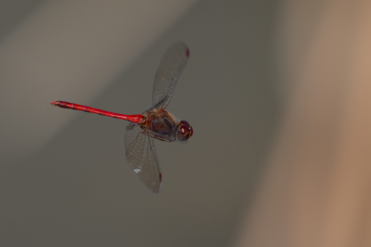 David Plant Photography - Wildlife Photography - Yellow-legged meadowhawk, Sympetrum vicinum - T.jpg - Yellow-legged meadowhawk, Sympetrum vicinum - Long Island, Rideau River, Ontario