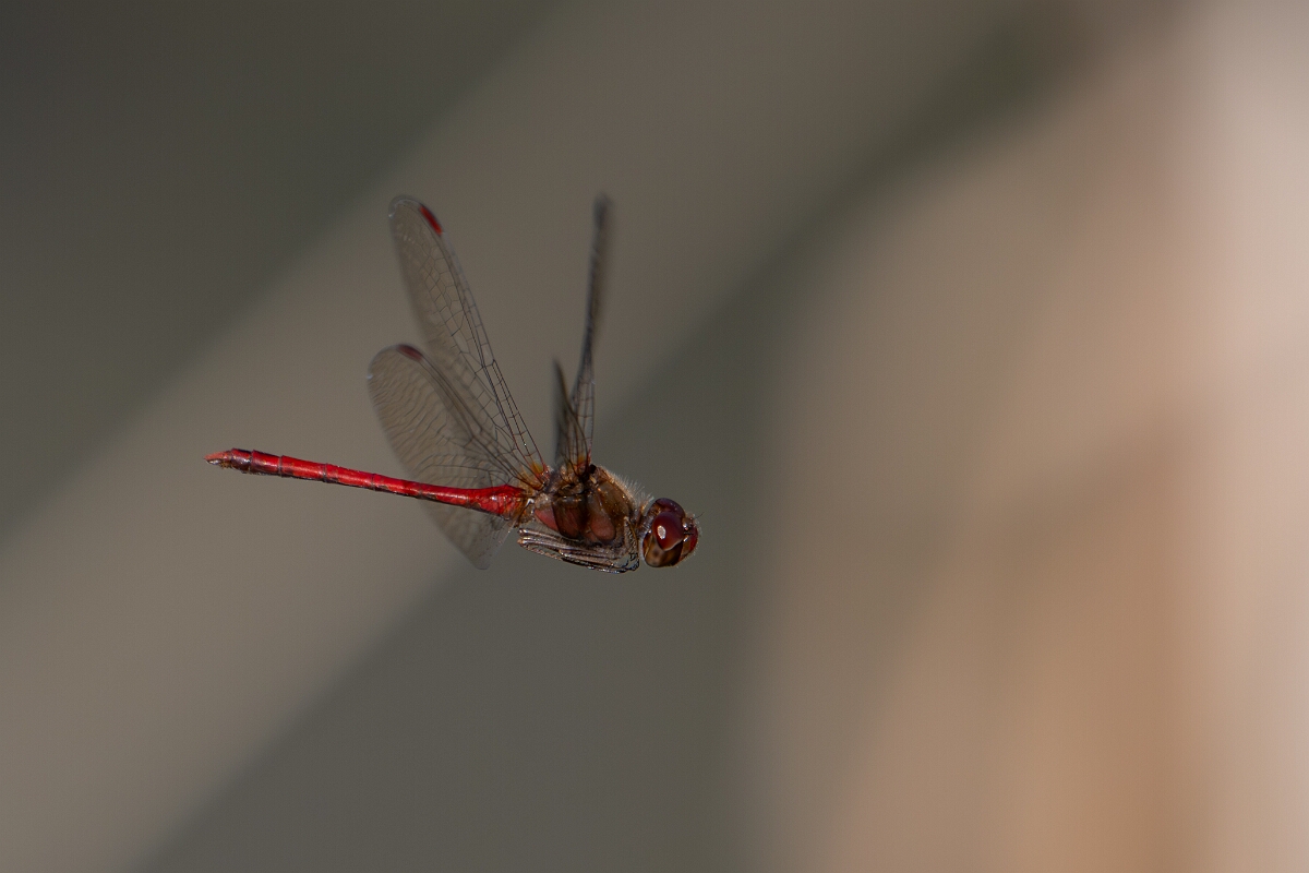David Plant Photography - Wildlife Photography - Yellow-legged meadowhawk, Sympetrum vicinum - U.jpg - Yellow-legged meadowhawk, Sympetrum vicinum - Long Island, Rideau River, Ontario