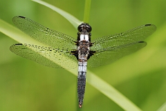 David Plant Photography - Wildlife Photographer - Chalk-fronted corporal - B