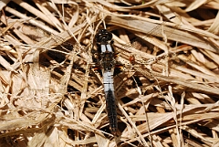 David Plant Photography - Wildlife Photographer - Chalk-fronted corporal - C