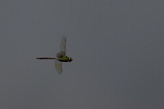 David Plant Photography - Wildlife Photography - Common green darner - A