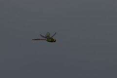 David Plant Photography - Wildlife Photography - Common green darner - B