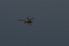David Plant Photography - Wildlife Photography - Common green darner - C