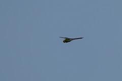 David Plant Photography - Wildlife Photography - Common green darner - F