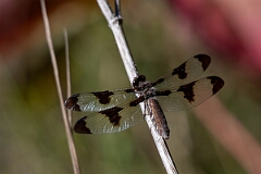 David Plant Photography - Wildlife Photography - Common whitetail - C