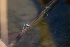 David Plant Photography - Wildlife Photography - Eastern forktail, Ischnura verticalis - A