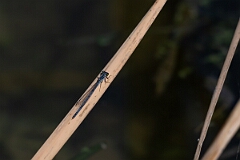 David Plant Photography - Wildlife Photography - Eastern forktail, Ischnura verticalis - B