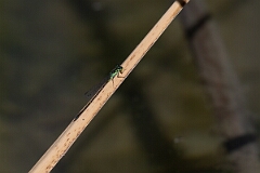 David Plant Photography - Wildlife Photography - Fragile forktail, Ischnura posita - A