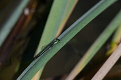 David Plant Photography - Wildlife Photography - Fragile forktail, Ischnura posita - B