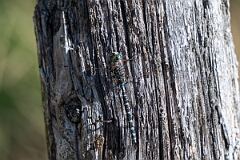 David Plant Photography - Wildlife Photography - Lake darner, Aeshna eremita - B