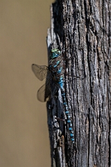 David Plant Photography - Wildlife Photography - Lake darner, Aeshna eremita - D
