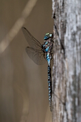 David Plant Photography - Wildlife Photography - Lake darner, Aeshna eremita - E