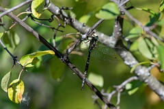 David Plant Photography - Wildlife Photography - Shadow darner, Aeshna umbrosa - A