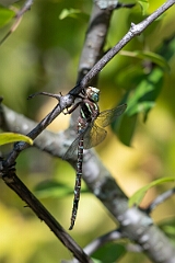 David Plant Photography - Wildlife Photography - Shadow darner, Aeshna umbrosa - B