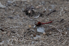 David Plant Photography - Wildlife Photography - White-faced meadowhawk, Sympetrum obtrusum - A
