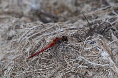 David Plant Photography - Wildlife Photography - White-faced meadowhawk, Sympetrum obtrusum - B