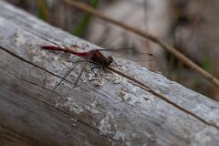 David Plant Photography - Wildlife Photography - White-faced meadowhawk, Sympetrum obtrusum - D