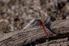 David Plant Photography - Wildlife Photography - White-faced meadowhawk, Sympetrum obtrusum - G