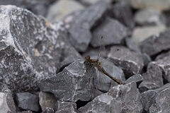 David Plant Photography - Wildlife Photography - White-faced meadowhawk, Sympetrum obtrusum - I