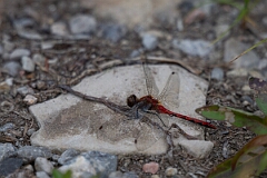 David Plant Photography - Wildlife Photography - White-faced meadowhawk, Sympetrum obtrusum - L