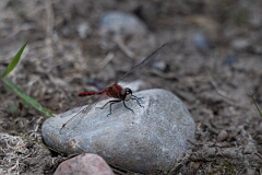 David Plant Photography - Wildlife Photography - White-faced meadowhawk, Sympetrum obtrusum - M